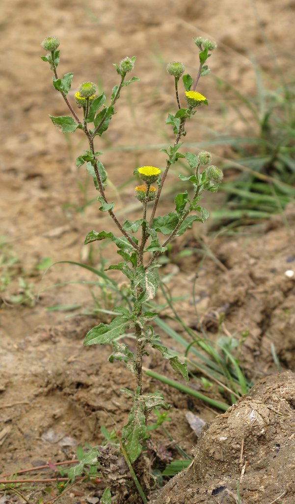 Pulicaria vulgaris
